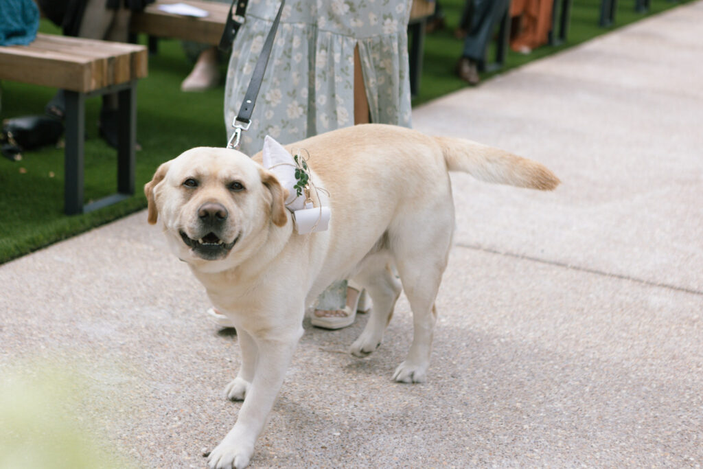 Chelsea Stanford Photographer Springfield MO A yellow lab as a ring bearer, dog ring bearer